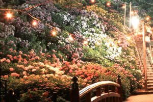 あじさい祭りライトアップ